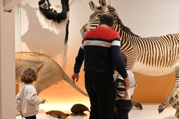 Vaste | vaste-clea-hameury-museum-du-havredsc_0524.jpg