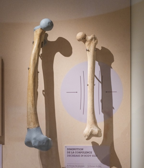 Vaste | lelievre-mnhn-dscf6085.jpg