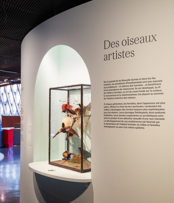 Vaste | lelievre-vaste-plumes-dscf2834.jpg