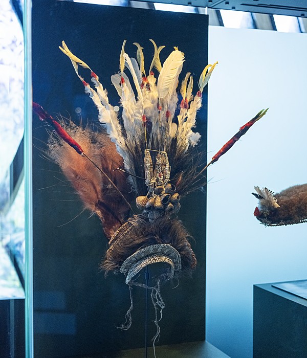 Vaste | lelievre-vaste-plumes-dscf3087.jpg
